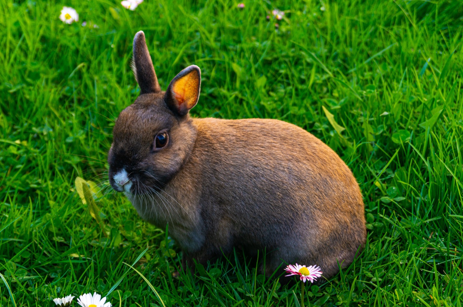 Braunes Kaninchen auf einer grünen Wiese mit Gänseblümchen