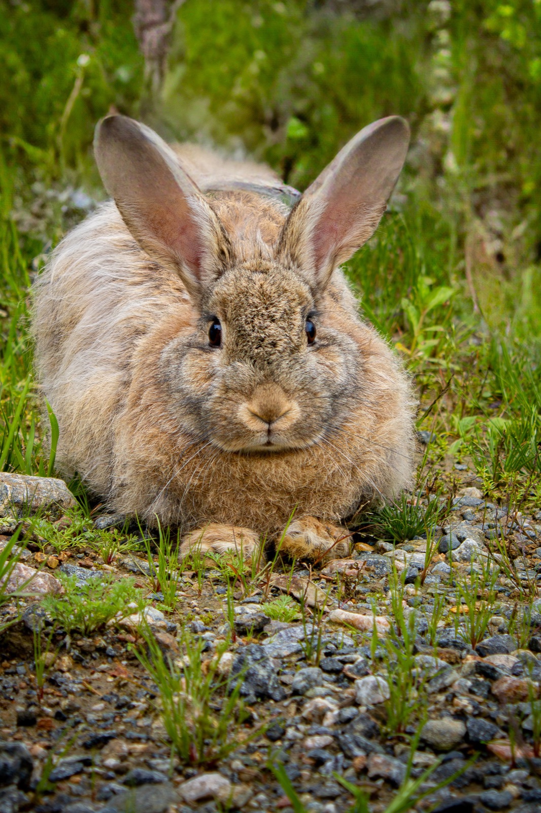 Kaninchen mit aufgestellten Ohren zwischen Gras und kleinen Steinen